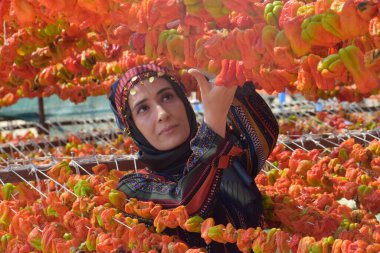 Hasat zamanı biber kurutan kadınlar