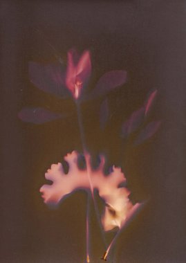 Minimalist Botanik Bitkisi Bir Çiçeğin Çizimi