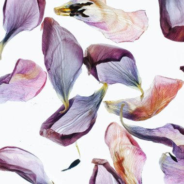 Beyaz Arkaplan Karşısında Kurumuş Lale Çiçeği Yaprakları