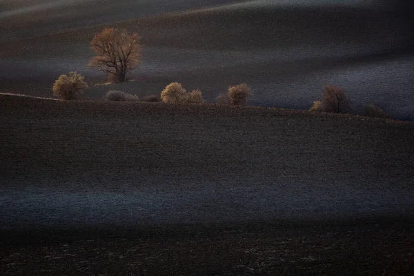 Kuzey Slovakya Daki Turiec Bölgesindeki Ağaçlar — Stok fotoğraf
