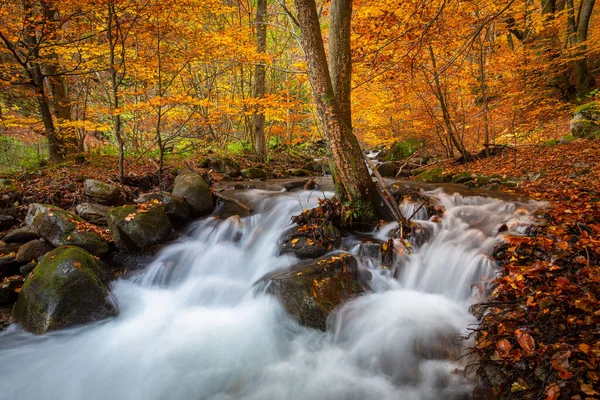 Creek Parque Nacional Mala Fatra Eslováquia — Fotografia de Stock