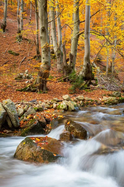 Ruisseau Dans Parc National Mala Fatra Slovaquie — Photo