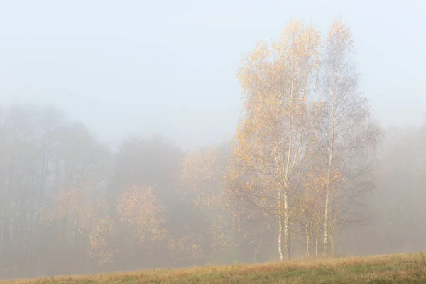 Silver Birch Trees Foothills Mala Fatra Mountains Slovakia — Stock Photo, Image