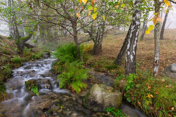 Ruisseau Dans Une Forêt Bouleaux Argentés Village Turcianske Klacany — Photo
