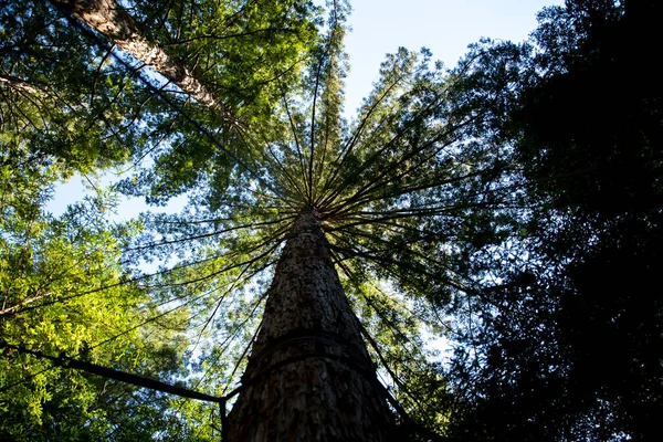Redwood Trees Στο Ώκλαντ Της Νέας Ζηλανδίας — Φωτογραφία Αρχείου