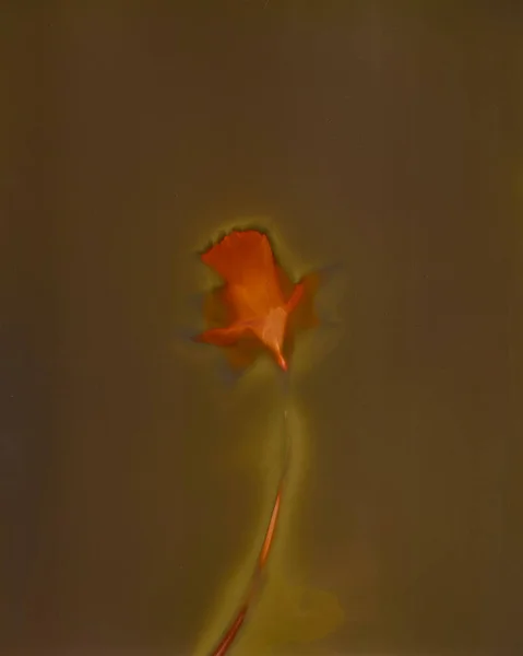 Minimalistyczne Zioło Botaniczne Ilustracja Kwiat — Zdjęcie stockowe