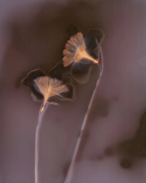 Herbario Botánico Minimalista Ilustración Una Flor — Foto de Stock