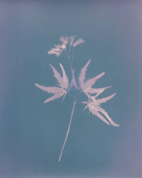 Μινιμαλιστικό Βοτανικό Φυτώριο Εικονογράφηση Ενός Λουλουδιού — Φωτογραφία Αρχείου