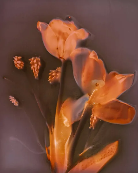 꽃다발 — 스톡 사진