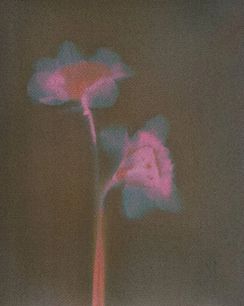 Herbario Botánico Minimalista Ilustración Una Flor — Foto de Stock