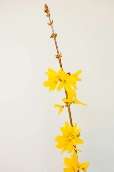 Natura Morta Forsythia Flower Steli Sfondo Bianco — Foto Stock