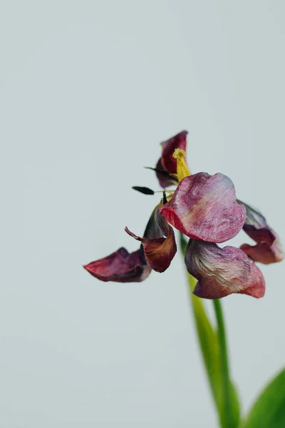Fiori Tulipano Appassiti Decomposizione Sfondo Bianco — Foto Stock