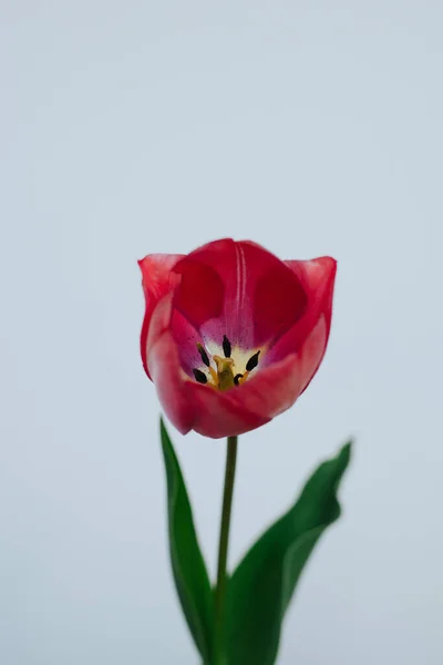 A Single Tulip Flower Stem Against a White Background