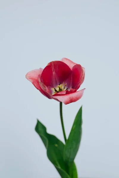 A Single Tulip Flower Stem Against a White Background