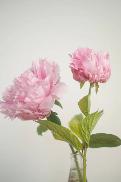 Múltiples Tallos Flores Peonía Rosa Contra Fondo Blanco —  Fotos de Stock