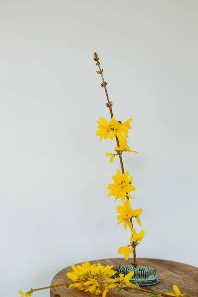 Still Life Forsythia Flower Hastes Fundo Branco — Fotografia de Stock