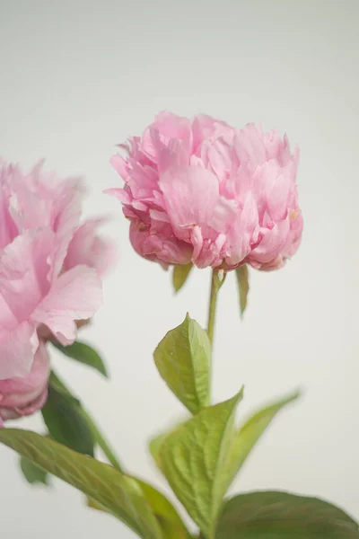 Múltiples Tallos Flores Peonía Rosa Contra Fondo Blanco —  Fotos de Stock