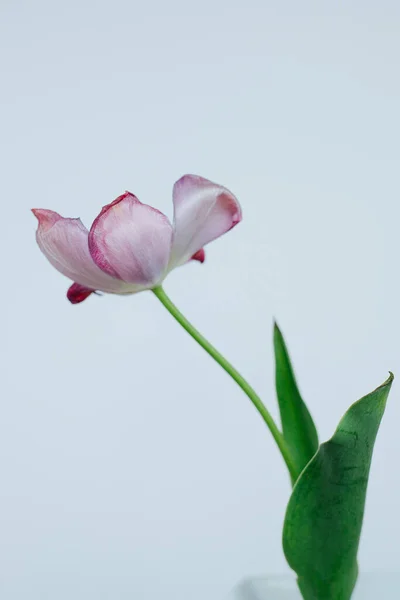 Tallos Flor Tulipán Marchitos Decadentes Contra Fondo Blanco —  Fotos de Stock