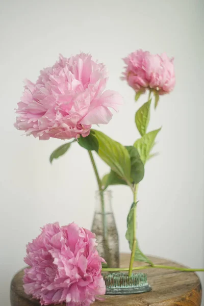 Múltiplas Flores Peônia Rosa Caules Contra Fundo Branco — Fotografia de Stock