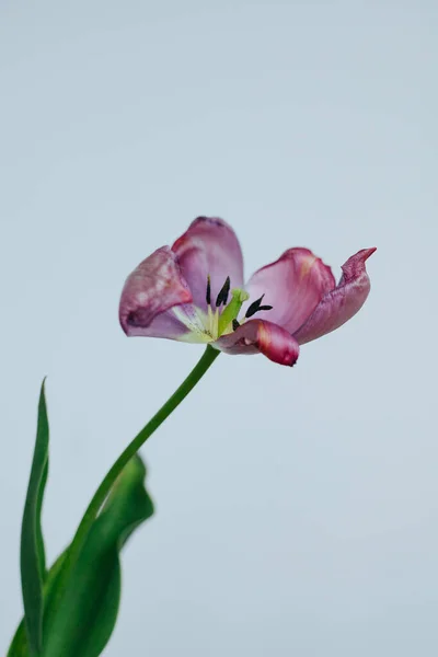 Fiori Tulipano Appassiti Decomposizione Sfondo Bianco — Foto Stock