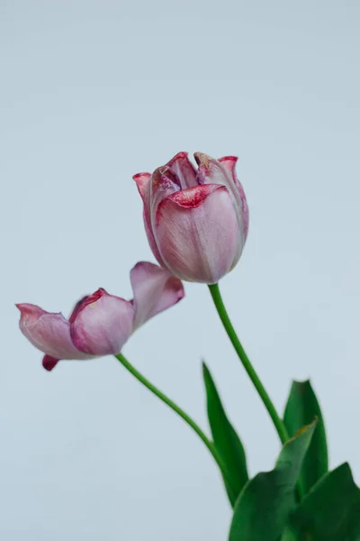 Two Tulip Flower Stem Against a White Background