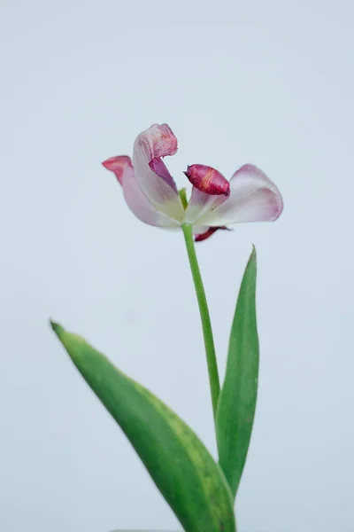 Tallos Flor Tulipán Marchitos Decadentes Contra Fondo Blanco —  Fotos de Stock