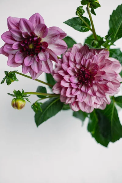 Par Flores Dalia Púrpura Contra Fondo Blanco —  Fotos de Stock
