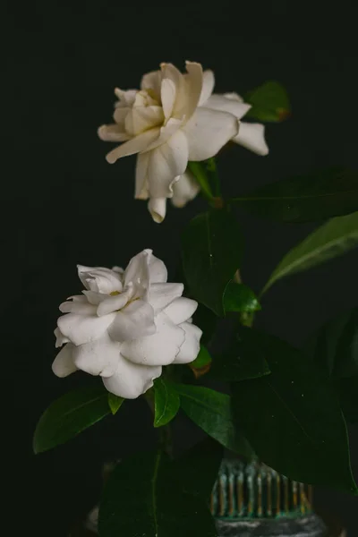 Par Flores Gardenia Sobre Fondo Negro —  Fotos de Stock