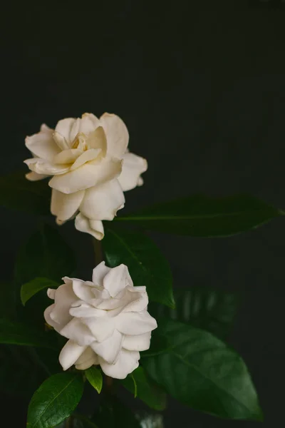 Par Flores Gardenia Sobre Fondo Negro — Foto de Stock