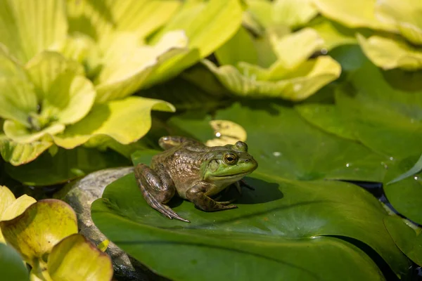 Bullfrog Americano Lithobates Catesbeianus Lily Pad — Fotografia de Stock