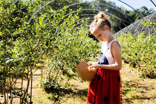 Chica Recogiendo Arándanos Una Recoger Propia Granja Reino Unido Imágenes De Stock Sin Royalties Gratis