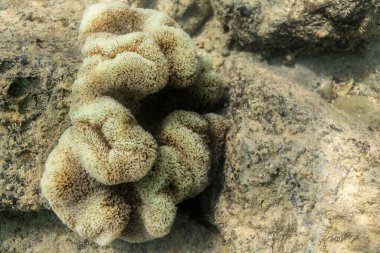 WhitSunday Adaları 'nda yaşayan mercan resifi