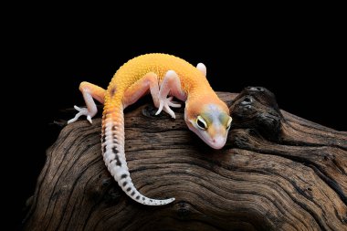 siyah arka plan üzerinde izole leopar gecko