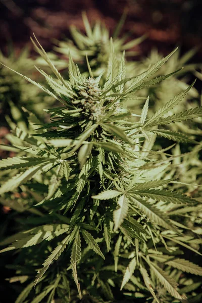 Bud Growing Marijuana Plant Process Flowering Outdoors — Stock Photo, Image