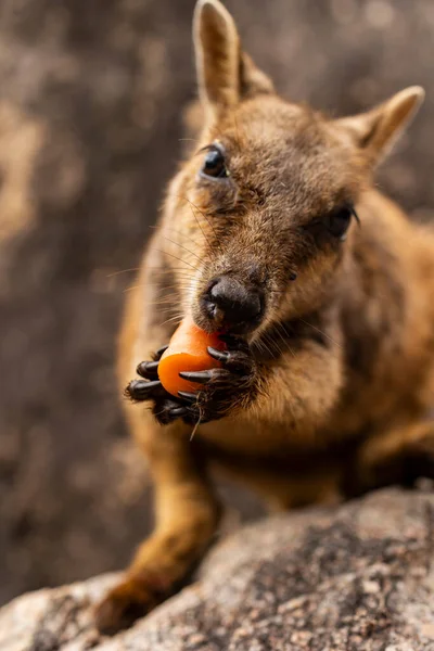 Ένας Ροκ Γουάλαμπι Τρώει Ένα Καρότο Στα Χέρια Του — Φωτογραφία Αρχείου
