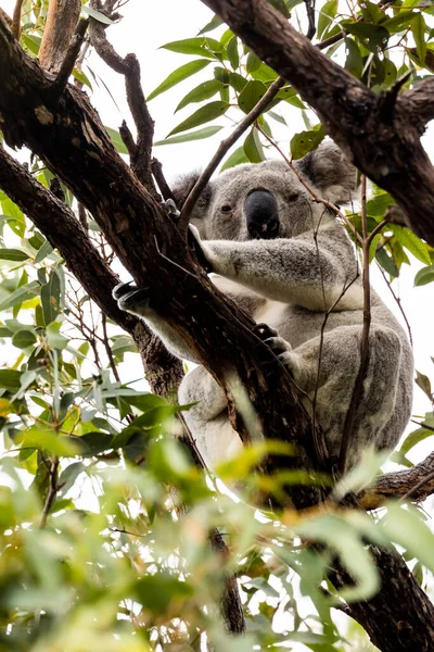 Koala Κάθεται Ευκάλυπτο Δέντρο Στο Μαγνητικό Νησί Αυστραλία — Φωτογραφία Αρχείου