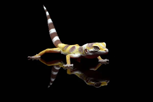 Retrato Leopardo Geckos Fundo Preto — Fotografia de Stock