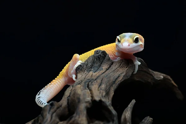 Retrato Geckos Leopardo Fondo Negro —  Fotos de Stock