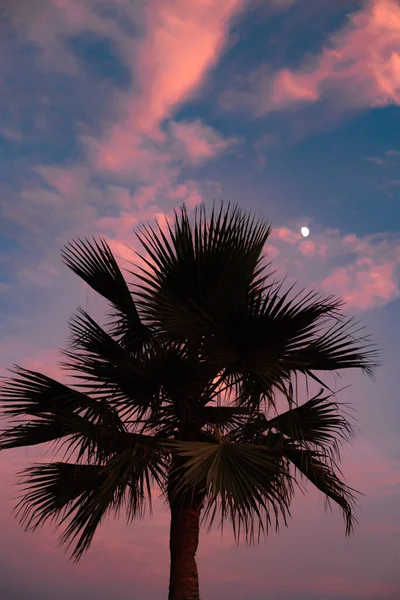 Big Palm tree with moon in the back at dusk