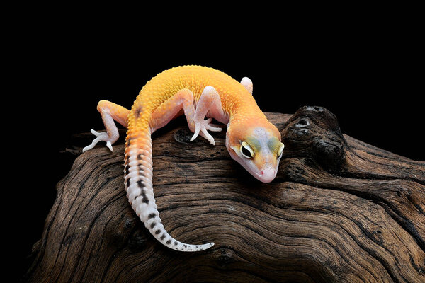 leopard gecko isolated on black background