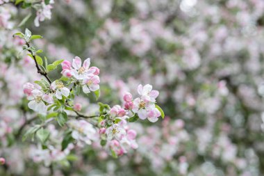 İlkbaharda yumuşak pembe elma açar.