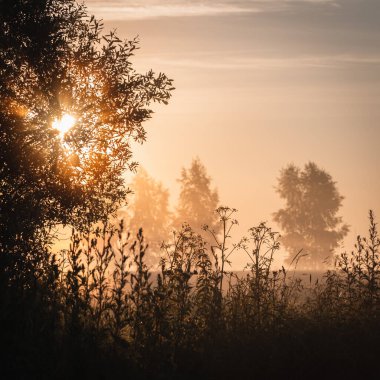 Ağaçların arasından gün doğumu ve çayırda sis.