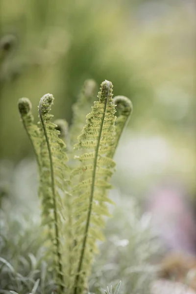 Tuinvaren Het Voorjaar Achtergrond Van Een Groene Tuin — Stockfoto