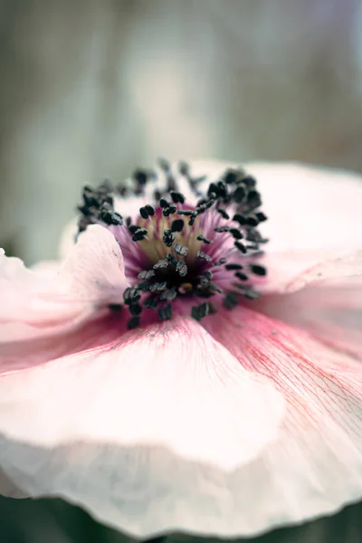 꽃가루가 분홍색 양귀비 — 스톡 사진