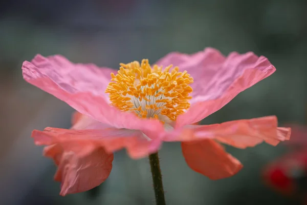 연분홍색 꽃잎이 — 스톡 사진