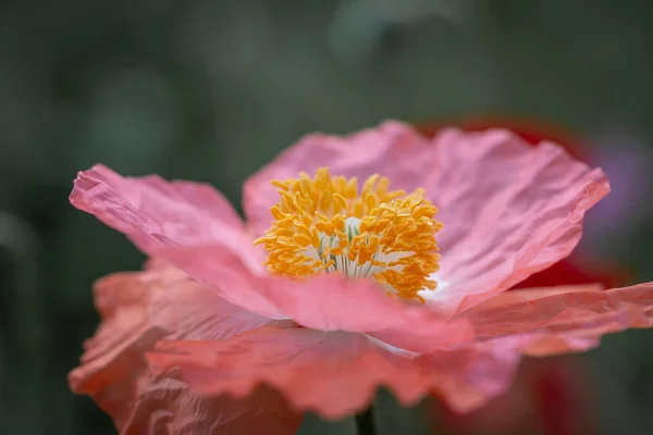 Yumuşak Pembe Yapraklı Haşhaş — Stok fotoğraf