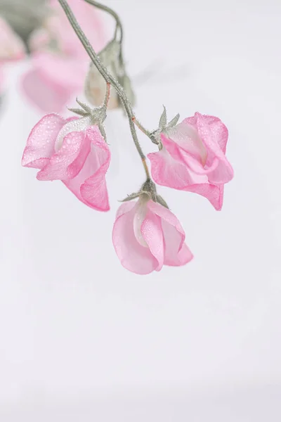 Morbidi Fiori Pisello Rosa Sfondo Bianco — Foto Stock