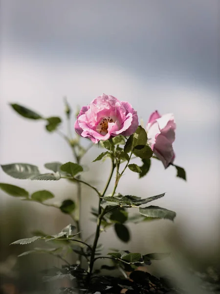 Pink Rose Dew Drops Petals — Stock Photo, Image