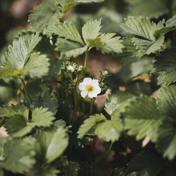 Witte Aardbeienbloem Groene Bladeren — Stockfoto