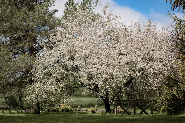 Large Blooming Apple Tree Yard House — Stock Photo, Image